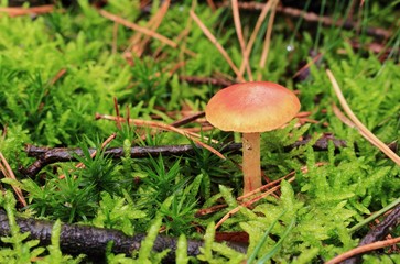 der kleine Pilz