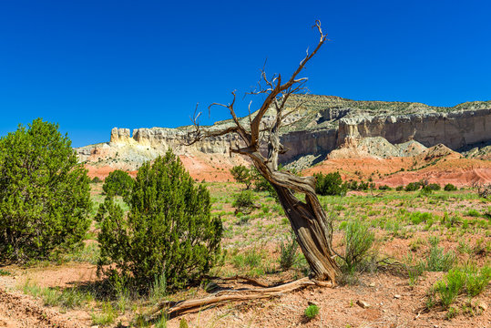 Old Tree Ghost Ranch