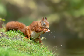 Beautiful Eurasian red squirrel (Sciurus vulgaris) eating a hazelnut on the waterfront in the forest of Noord Brabant in the Netherlands.