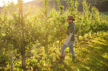 A mature farmer working in orchard at sunset. Copy space.