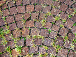Green grass sprouted between the red stones of the pavement