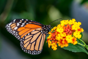 Monarch, Danaus plexippus is a milkweed butterfly (subfamily Danainae) in the family Nymphalidae