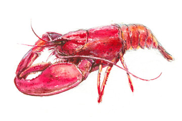 Watercolor illustration of a lobster on a white background