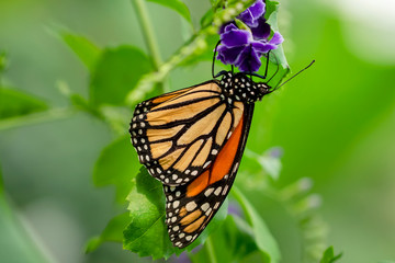 Monarch, Danaus plexippus is a milkweed butterfly (subfamily Danainae) in the family Nymphalidae