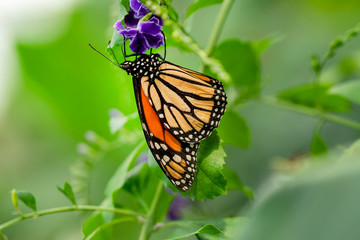 Monarch, Danaus plexippus is a milkweed butterfly (subfamily Danainae) in the family Nymphalidae