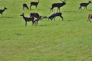 Naklejka na ściany i meble Two stags fighting with antlers in pairing season 