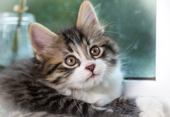 Little tabby kitten sitting on window