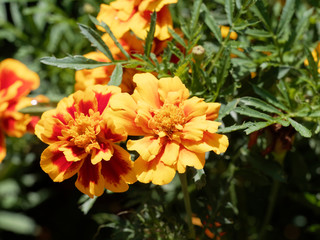 Tagetes patula - Oeillets d'Inde aux capitules ronds et ligules veloutées, frisées et tachetées de jaune or, orange vif et rouge brun au feuillage découpé vert sombre