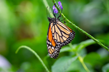 Fototapeta premium Monarch, Danaus plexippus is a milkweed butterfly (subfamily Danainae) in the family Nymphalidae
