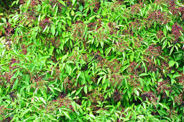 Elderberry on branch