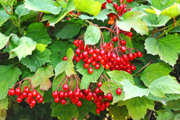 Obraz premium Some ripe viburnum on branch
