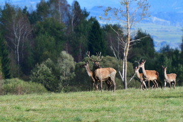 Deer stag defending his herd of female in pairing season