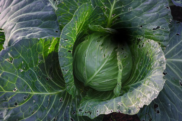 Obraz premium White cabbage on a growing garden bed. Closeup.
