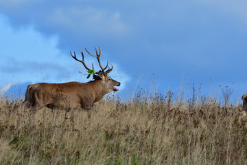 Deer buck rutting in pairing season on the meadow