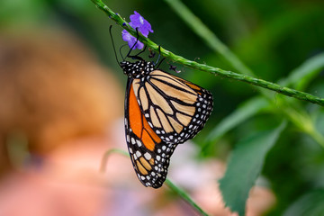 Monarch, Danaus plexippus is a milkweed butterfly (subfamily Danainae) in the family Nymphalidae