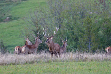 Naklejka na ściany i meble Deer stag defending his herd of female in pairing season