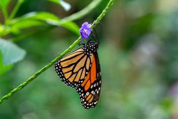 Monarch, Danaus plexippus is a milkweed butterfly (subfamily Danainae) in the family Nymphalidae
