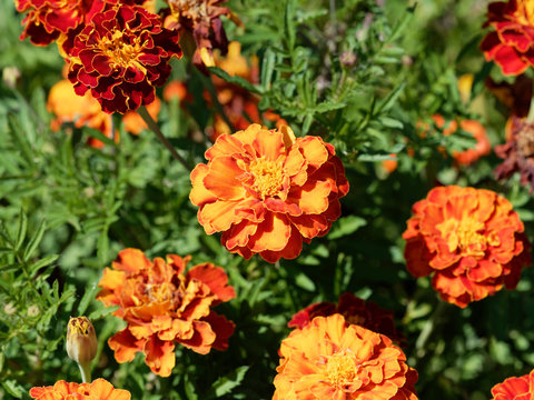 (Tagetes patula) Oeillets d'Inde aux capitules ronds et ligules velout&eacute;es, fris&eacute;es et tachet&eacute;es de couleur jaune or, orange vif et rouge brun au feuillage d&eacute;coup&eacute; vert sombre