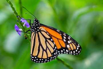 Monarch, Danaus plexippus is a milkweed butterfly (subfamily Danainae) in the family Nymphalidae