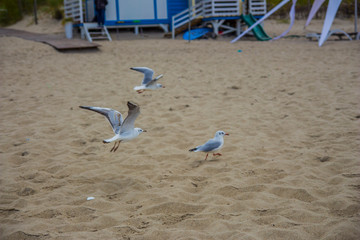 Białe mewy na plaży © Tymoteusz