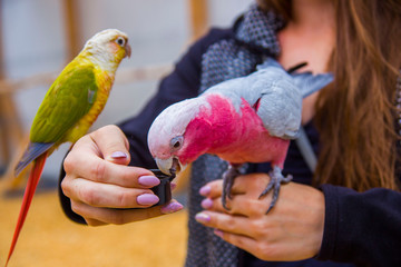 Kolorowe papużki bawiące się 