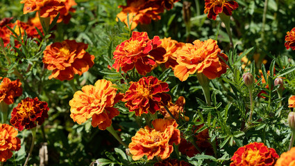 Tagetes patula - Oeillets d'Inde aux capitules ronds et ligules velout&eacute;es, fris&eacute;es et tachet&eacute;es de couleur jaune or, orange vif et rouge brun au feuillage d&eacute;coup&eacute; vert sombre