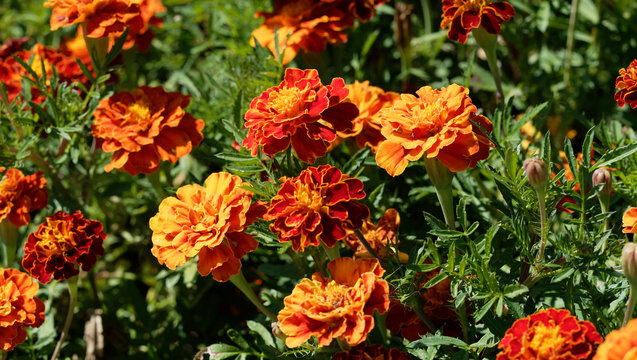 Tagetes patula - Oeillets d'Inde aux capitules ronds et ligules velout&eacute;es, fris&eacute;es et tachet&eacute;es de couleur jaune or, orange vif et rouge brun au feuillage d&eacute;coup&eacute; vert sombre
