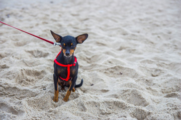 Czarny pinczer miniaturowy siedzi na plaży nad morzem © Tymoteusz