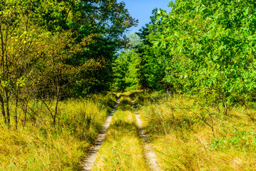 Dirt road in the forest on summer