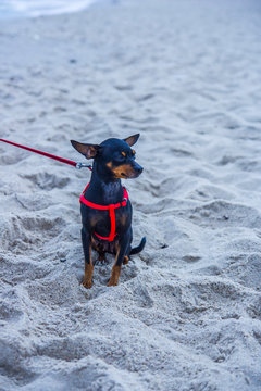 Czarny pinczer miniaturowy siedzi na plaży piesek