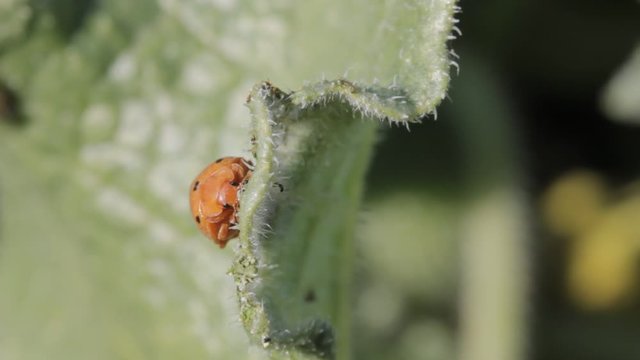 Adult Bryony ladybird or ladybug (11 spots 11-spotted sp. Epilachna argus)  eating the flesh of the sp. Ecbalium elaterium,  green plant