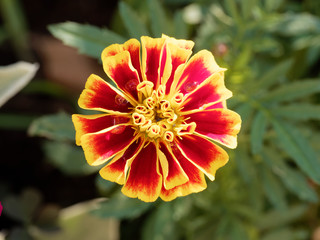 Tagetes patula - Gros plan sur oeillet d'Inde aux pétales simples