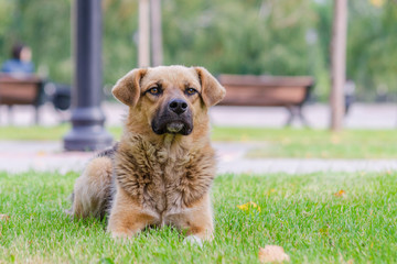 Lonely dog. True friend. Observer.