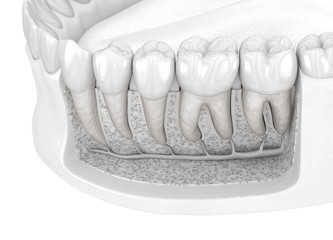 Dental Root anatomy of mandibular human gum and teeth. Medically accurate tooth 3D illustration