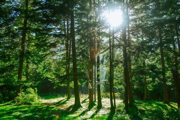 Obraz premium Fantastic forest in the sunlight. Sun beams through tree. Dramatic colorful scenery.