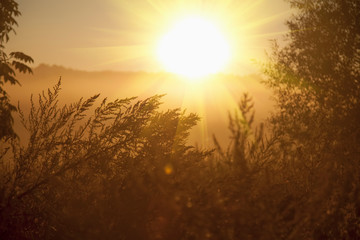 Golden grass in rays of the morning sun