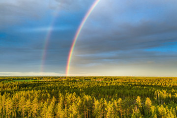 Drone photo, rainbow over summer pine tree forest, very clear skies and clean rainbow colors. Scandinavian nature are illuminated by evening sun.