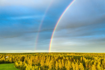 Drone photo, rainbow over summer pine tree forest, very clear skies and clean rainbow colors. Scandinavian nature are illuminated by evening sun.
