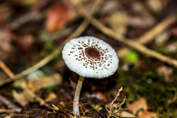 mushroom in the forest