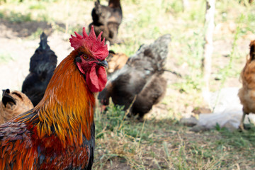 Rooster breed copper Maran looks into the camera. Closeup