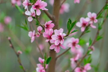 peach tree flowers background