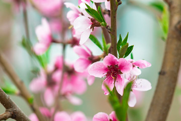 peach tree flowers background