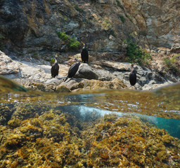 Cormorant birds on a rocky sea shore, Mediterranean, split view over and under water surface, Spain, Costa Brava, Catalonia