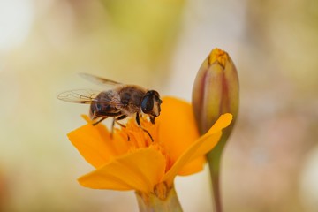 bee on flower