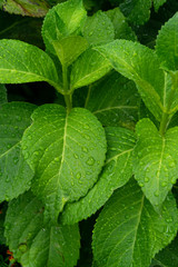 Green leaves background, close up of Hydrangea leaves with raindrops