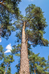 photo of a summer pine forest