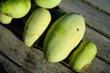 Ripe fruit of the common pawpaw (asimina triloba)