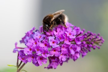 bee on flower