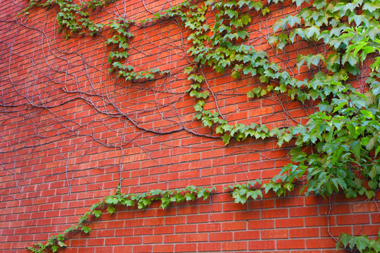 red brick wall and creeping green ivy  on a building