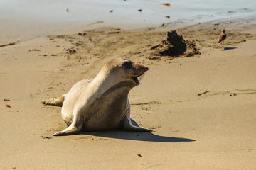 fur seal on the ocean